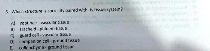 Which Structure Is Correctly Paired With Its Tissue System