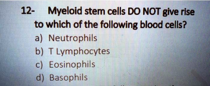 12- Myeloid stem cells DO NOT give rise to which of the following blood cells? a) Neutrophils b) T Lymphocytes c) Eosinophils d) Basophils