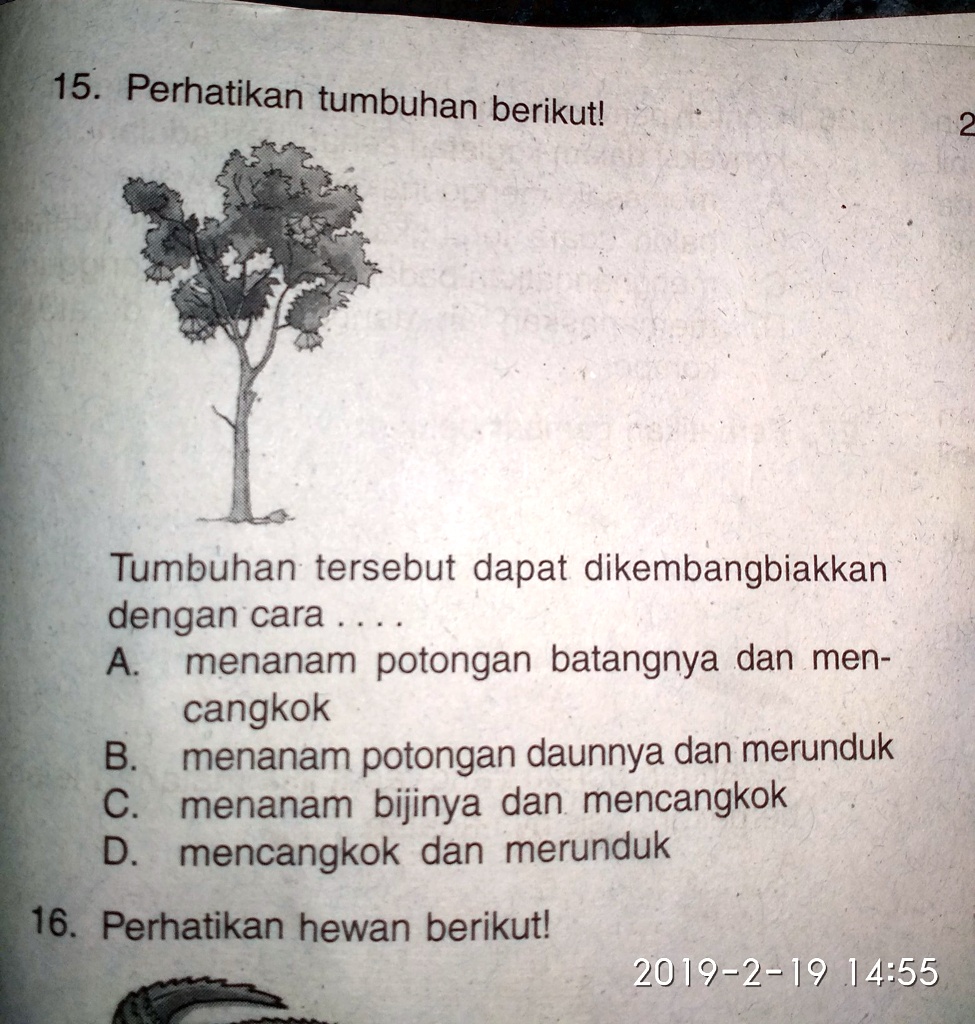 Solved Tumbuhan Tersebut Dapat Dikembangkan Dengan Cara 15 Perhatikan Tumbuhan Berikutl 5356