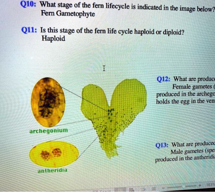 SOLVED Q1 What stage of the fern lifecycle is indicated in the image