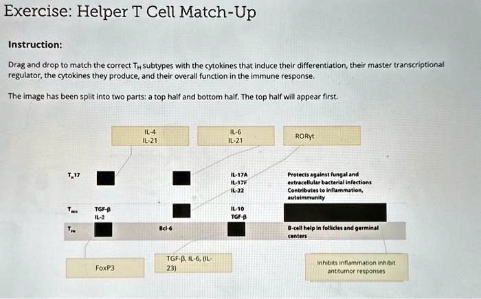 SOLVED: Exercise: Helper T Cell Match-Up Instructions: Drag and drop to ...