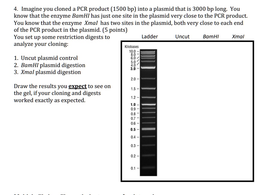 4. Imagine you cloned a PCR product (1500 bp) into a plasmid that is 3000 bp long. You
know that the enzyme BamHI has just one site in the plasmid very close to the PCR product.
You know that the enzyme Xmal has two sites in the plasmid, both very close to each end
of the PCR product in the plasmid. (5 points)
You set up some restriction digests to
analyze your cloning:
1. Uncut plasmid control
2. BamHI plasmid digestion
3. Xmal plasmid digestion
Draw the results you expect to see on
the gel, if your cloning and digests
worked exactly as expected.
Ladder
Kilobases
10.0
8.0-
6.0
5.0
4.0
3.0
2.0-
1.5
1.2
1.0
0.9
0.8
0.7
0.6
0.5
0.4
0.3
0.2
Uncut
BamHI
Xmal
0.1