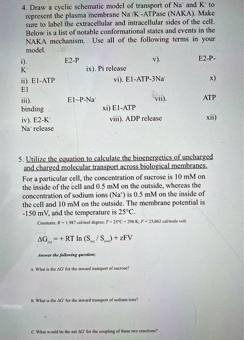 4. Draw a cyclic schematic model of transport of Na and K to represent ...