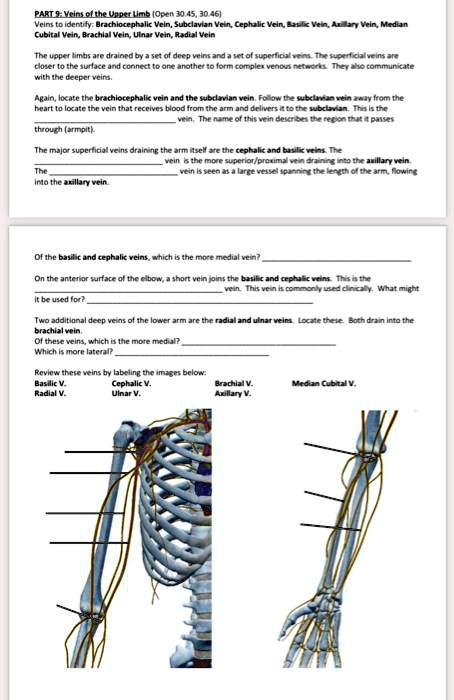 Solved: Part 9: Veins Of The Upper Limb (open 30.45, 30.46) Veins To 