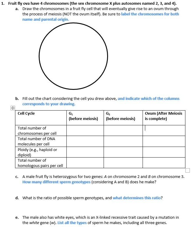 SOLVED Fruit fly ova have chromosomes (the sex chromosome X plus autosomes named 2 and 4). Draw
