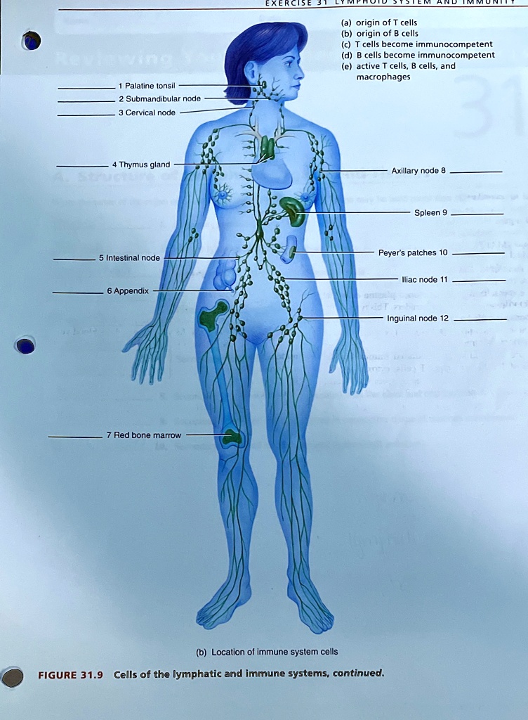 t cells are produced in quizlet