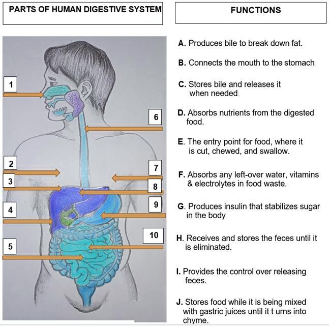 draw the diagram of human digestive system and label all the parts