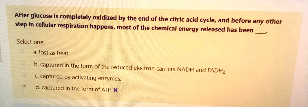 After glucose is completely oxidized by the end of the citric acid cycle, and before any other step in cellular respiration happens, most of the chemical energy released has been .

Select one:
a. lost as heat
b. captured in the form of the reduced electron carriers NADH and FADH2
c. captured by activating enzymes.
d. captured in the form of ATP