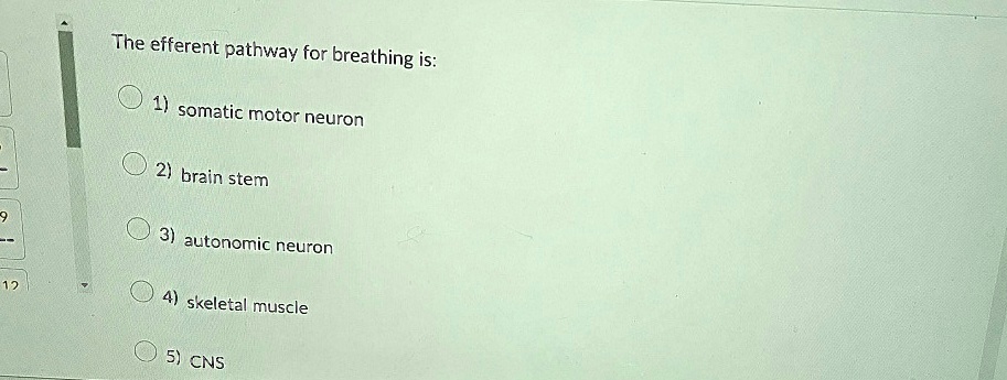 the efferent pathway for breathing is somatic motor neuron brain stem autonomic neuron skeletal muscle cns smooth muscles the efferent pathway for breathing is 1 somatic motor neuron 2 brain 03515