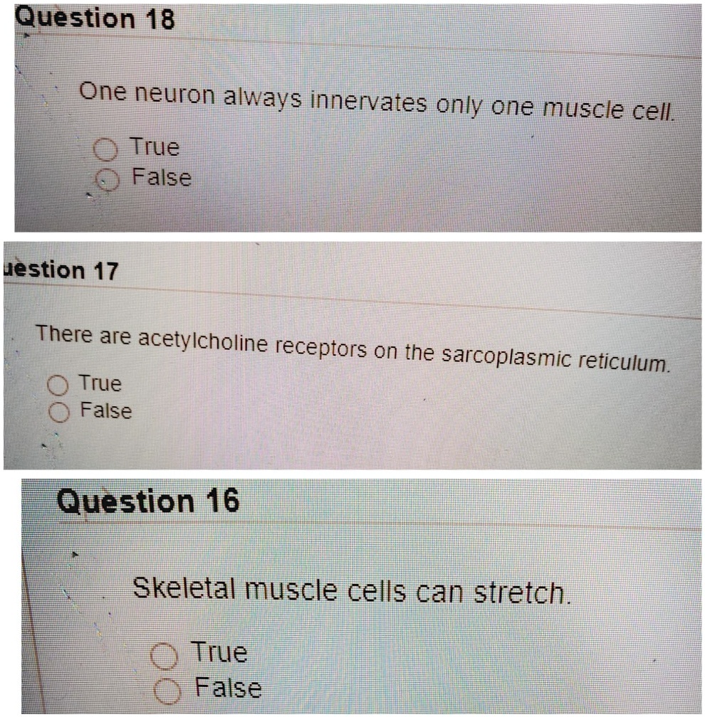 One neuron always innervates only one muscle cell. True False There are acetylcholine receptors on the sarcoplasmic reticulum. True False Skeletal muscle cells can stretch. True False