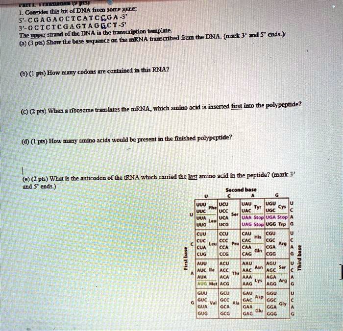 1. Consider this bit of DNA from some gene:
5'-CGAGAGCTCATCCGA-3'
3'-GCTCTCGAGTAGGCT-5'
The upper strand of the DNA is the transcription template.
(a) (3 pts) Show the base sequence on the mRNA transcribed from the DNA. (mark 3' and 5' ends.)

(b) (1 pts) How many codons are contained in this RNA?

(c) (2 pts) When a ribosome translates the mRNA, which amino acid is inserted first into the polypeptide?

(d) (1 pts) How many amino acids would be present in the finished polypeptide?

(e) (2 pts) What is the anticodon of the tRNA which carried the last amino acid in the peptide? (mark 3' and 5' ends.)