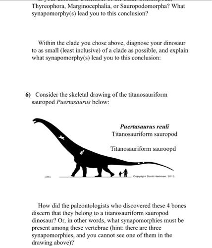 Thyreophora, Marginocephalia, or Sauropodomorpha? What synapomorphy(s) lead you to this conclusion?

Within the clade you chose above, diagnose your dinosaur to as small (least inclusive) of a clade as possible, and explain what synapomorphy(s) lead you to this conclusion:

6) Consider the skeletal drawing of the titanosauriform sauropod Puertasaurus below:

Puertasaurus reuli
Titanosauriform sauropod

How did the paleontologists who discovered these 4 bones discern that they belong to a titanosauriform sauropod dinosaur? Or, in other words, what synapomorphies must be present among these vertebrae (hint: there are three synapomorphies, and you cannot see one of them in the drawing above)?