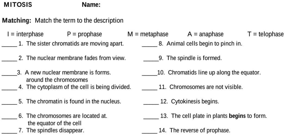 MITOSIS
Name:
Matching: Match the term to the description
I = interphase
P = prophase
M = metaphase
A = anaphase
T = telophase
1. The sister chromatids are moving apart.
2. The nuclear membrane fades from view.
3. A new nuclear membrane is forms.
around the chromosomes
4. The cytoplasm of the cell is being divided.
5. The chromatin is found in the nucleus.
6. The chromosomes are located at.
the equator of the cell
7. The spindles disappear.
8. Animal cells begin to pinch in.
9. The spindle is formed.
10. Chromatids line up along the equator.
11. Chromosomes are not visible.
12. Cytokinesis begins.
13. The cell plate in plants begins to form.
14. The reverse of prophase.