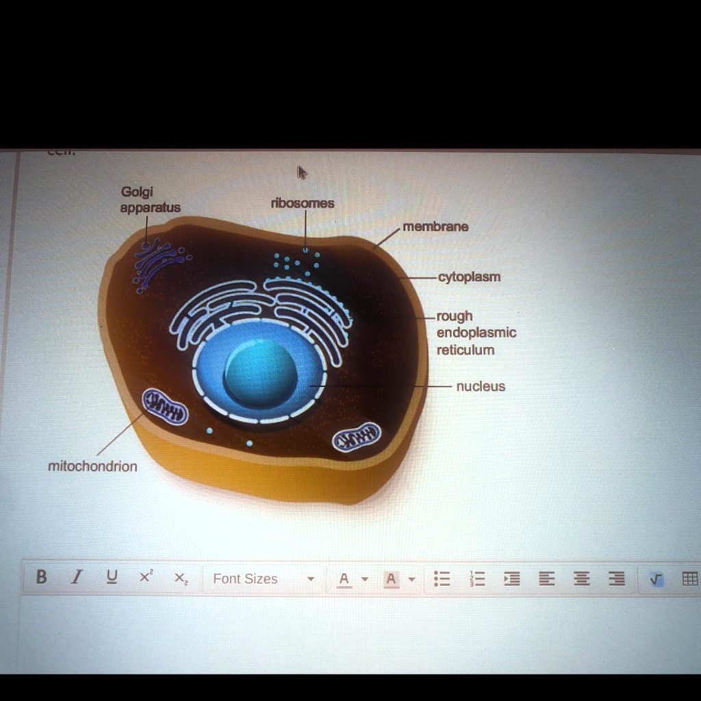 SOLVED The diagram shows a model of an animal cell. Explain how you