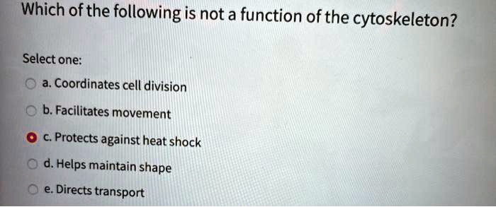 Which of the following is not a function of the cytoskeleton?

Select one:
a. Coordinates cell division
b. Facilitates movement
c. Protects against heat shock
d. Helps maintain shape
e. Directs transport