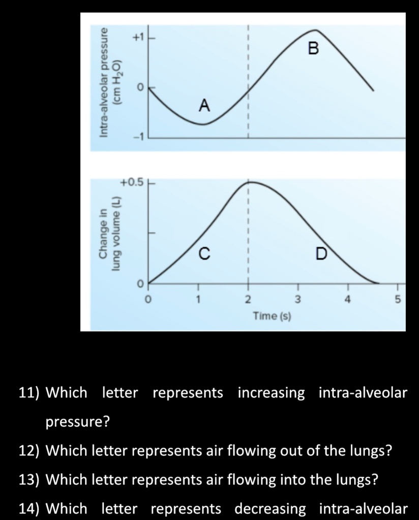 VIDEO solution: 11. Which letter represents increasing intra-alveolar ...