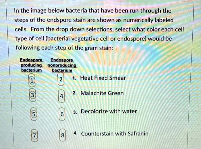 In the image below, bacteria that have been run through the steps of