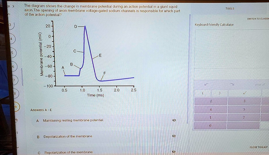 an action potential involves the temporary through an axon membrane