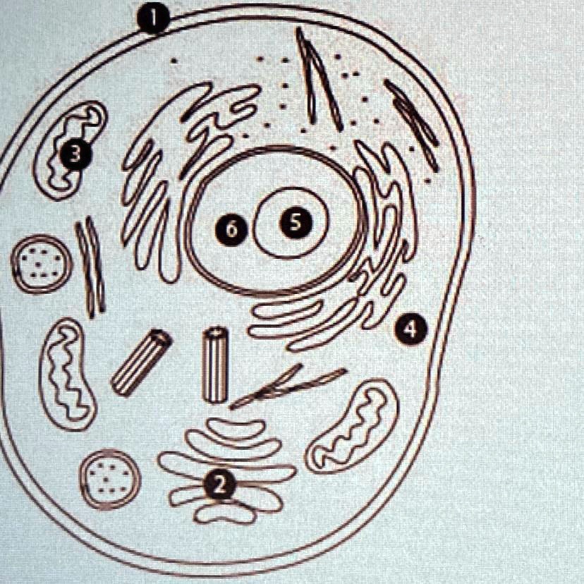 SOLVED: 'The diagram shows the structure of an animal cell. Which ...