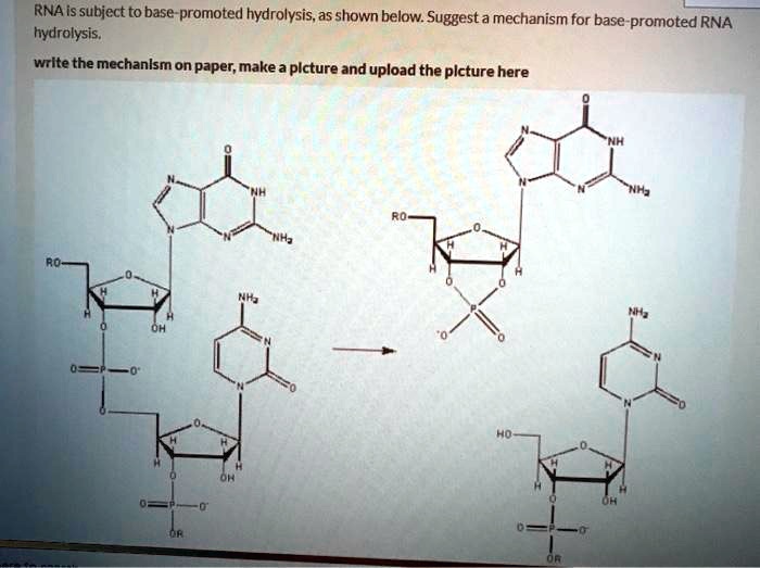 SOLVED RNA is subject to base promoted hydrolysis,as shown below