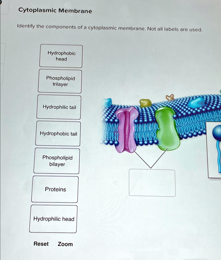 Cytoplasmic Membrane Identify the components of a cytoplasmic membrane ...