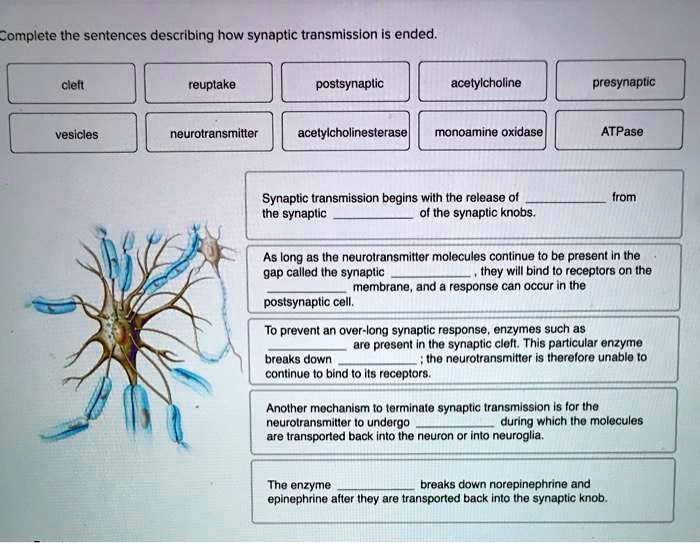 SOLVED Complete the sentences describing how synaptic transmission is ended. Synaptic