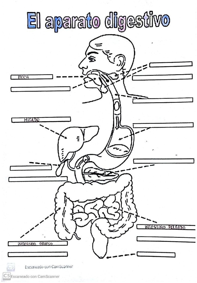 SOLVED: Marcar las partes del aparato digestivo G1 aparalo digestivo ...