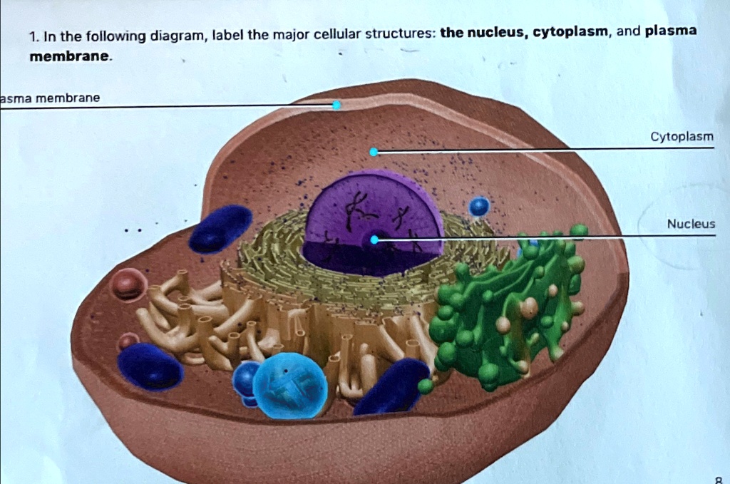 [GET ANSWER] 1. In the following diagram, label the major cellular ...