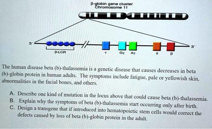 SOLVED:B~gobomgsomcl Gene Cluster TTT 0o D PLCR The Human Disease Beta ...