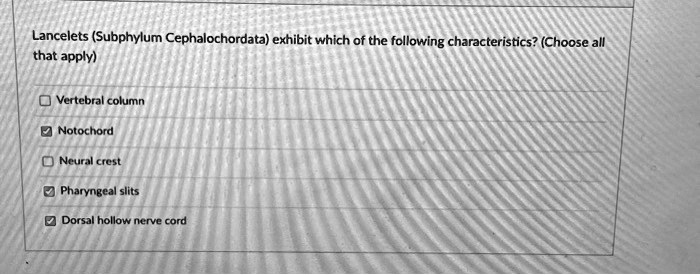 Lancelets (Subphylum Cephalochordata) exhibit which of the following characteristics? (Choose all that apply)

Vertebral column
Notochord
Neural crest
Pharyngeal slits
Dorsal hollow nerve cord