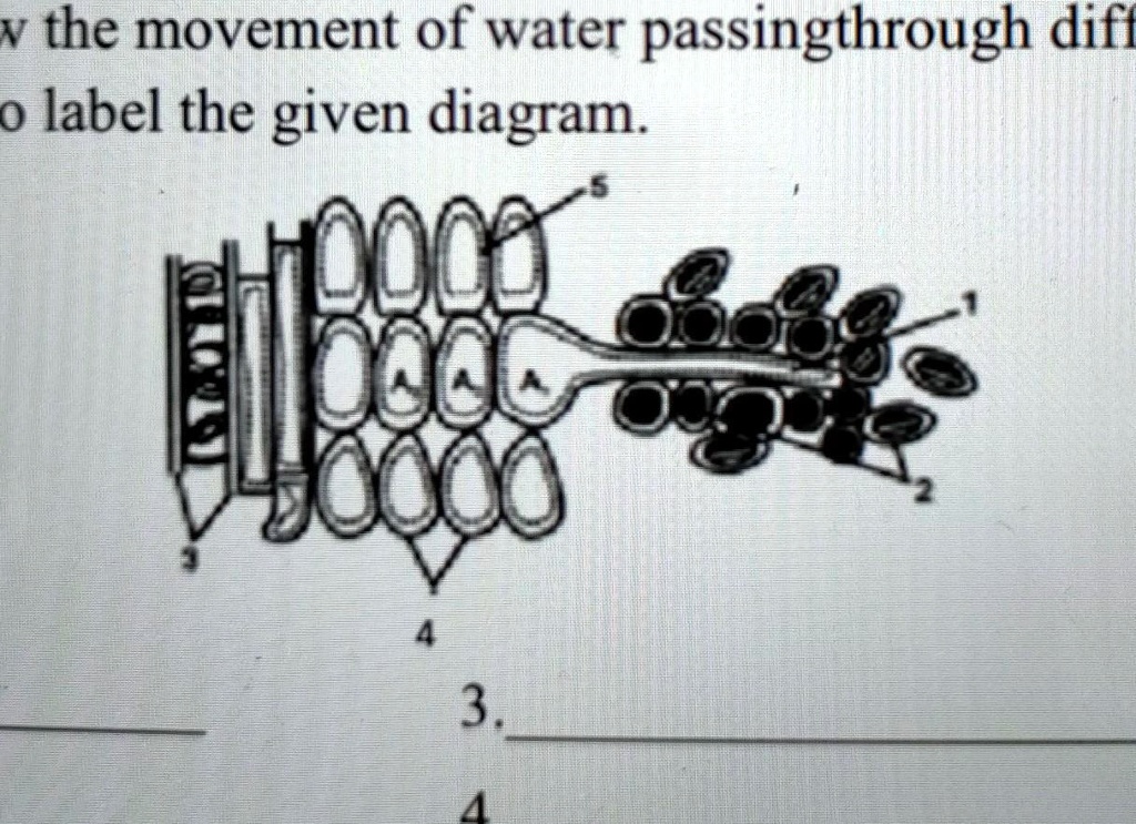 Labelling A Diagram Example Please label the diagram ICSE 8th class v the movement of water passing ...
