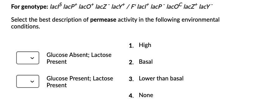 Lacoc shop