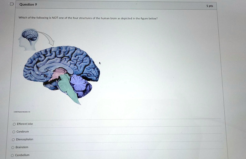 Question 9
1 pts
Which of the following is NOT one of the four structures of the human brain as depicted in the figure below?
Efferent lobe
Cerebrum
Diencephalon
Brainstem
Cerebellum