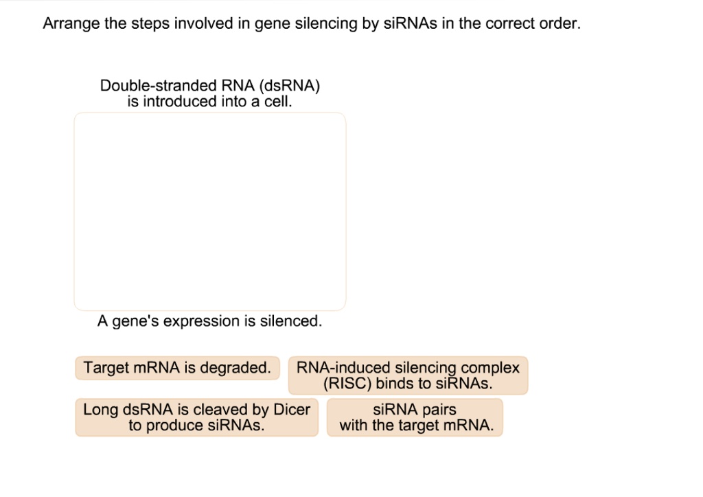 SOLVED: Arrange the steps involved in gene silencing by siRNAs in the ...