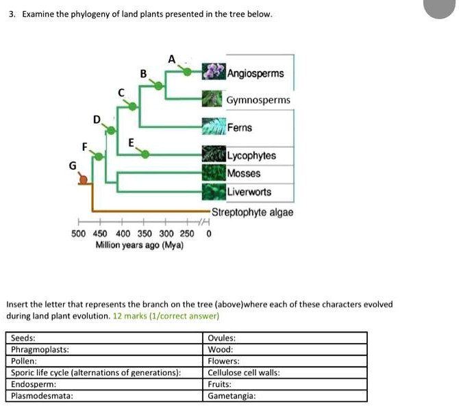 land plant phylogeny