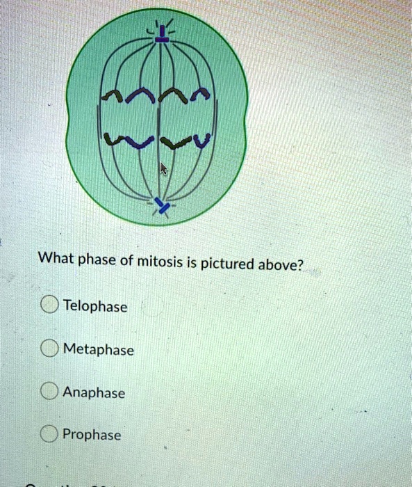 What phase of mitosis is pictured above?

Telophase
Metaphase
Anaphase
Prophase