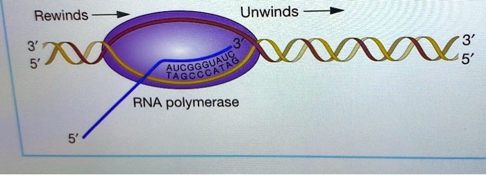 rewinds unwinds 5 cc e883458e rna polymerase 38257