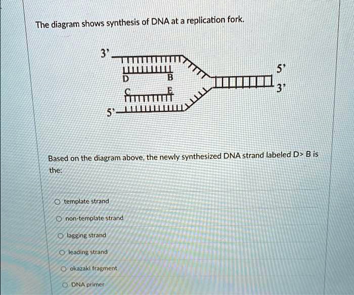 SOLVED The diagram shows the synthesis of DNA at a replication fork