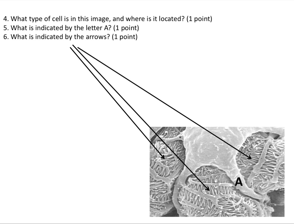 4-what-type-of-cell-is-in-this-image-and-where-is-i-solvedlib