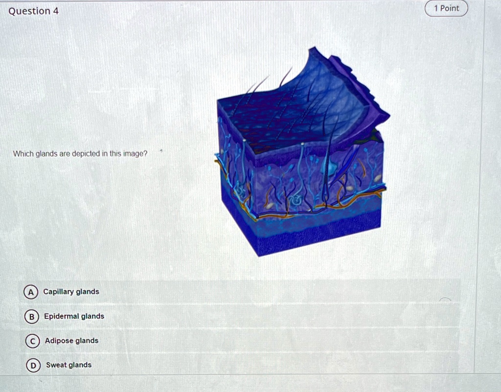 SOLVED 'Question 4 Point Which glands are depicted in this image