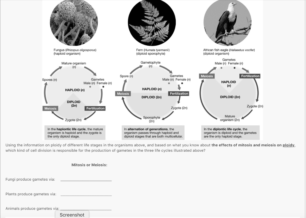 Fungus (Rhizopus oligosporus) (haploid organism)
Fern (Humata tyermanii) (diploid sporophyte)
African fish eagle (Haliaeetus vocifer) (diploid organism)
Mature organism (n)
Spores (n)
Gametes Male (n) Female (n)
HAPLOID (n)
DIPLOID (2n)
Meiosis
Fertilization
Zygote (2n)
In the haplontic life cycle, the mature organism is haploid and the zygote is the only diploid stage.
Gametophyte (n)
Spore (n)
Gametes Male (n) Female (n)
HAPLOID (n)
DIPLOID (2n)
Meiosis
Fertilization
Zygote (2n)
Sporophyte (2n)
In alternation of generations, the organism passes through haploid and diploid stages that are both multicellular.
Gametes Male (n) Female (n)
Meiosis
Fertilization
HAPLOID (n)
DIPLOID (2n)
Zygote (2n)
Mature organism (2n)
In the diplontic life cycle, the organism is diploid and the gametes are the only haploid stage.
Using the information on ploidy of different life stages in the organisms above, and based on what you know about the effects of mitosis and meiosis on ploidy, which kind of cell division is responsible for the production of gametes in the three life cycles illustrated above?
Mitosis or Meiosis:
Fungi produce gametes via:
Plants produce gametes via:
Animals produce gametes via: