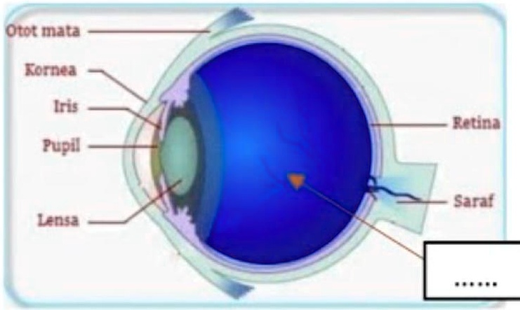 SOLVED: Perhatikan gambar di bawah ini! Bagian dan fungsi mata yang