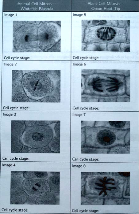 SOLVED: Animal Cell Mitosis Whitefish Blastula Image Plant Cell Mitosis  Onian Poot Tlp Image Cell cycle stage Cell ocle stage Image Image Cell cycle  stage Image Cell cycle stage: mage Cell cycle