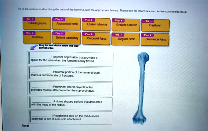 Fill in the sentences describing the parts of the humerus with the appropriate feature. Then place the structures in order from proximal to distal.
Radial groove
Anatomical neck
Lesser tubercle
Greater tubercle
Capitulum
Trochlea
Deltoid tuberosity
Coronoid fossa
Surgical neck
Olecranon fossa
Anterior depression that provides a space for the ulna when the forearm is fully flexed.
Proximal portion of the humeral shaft that is a common site of fractures.
Prominent lateral projection that provides muscle attachment for the supraspinatus.
A dome shaped surface that articulates with the head of the radius.
Roughened area on the mid-humeral shaft that is site of a muscle attachment.