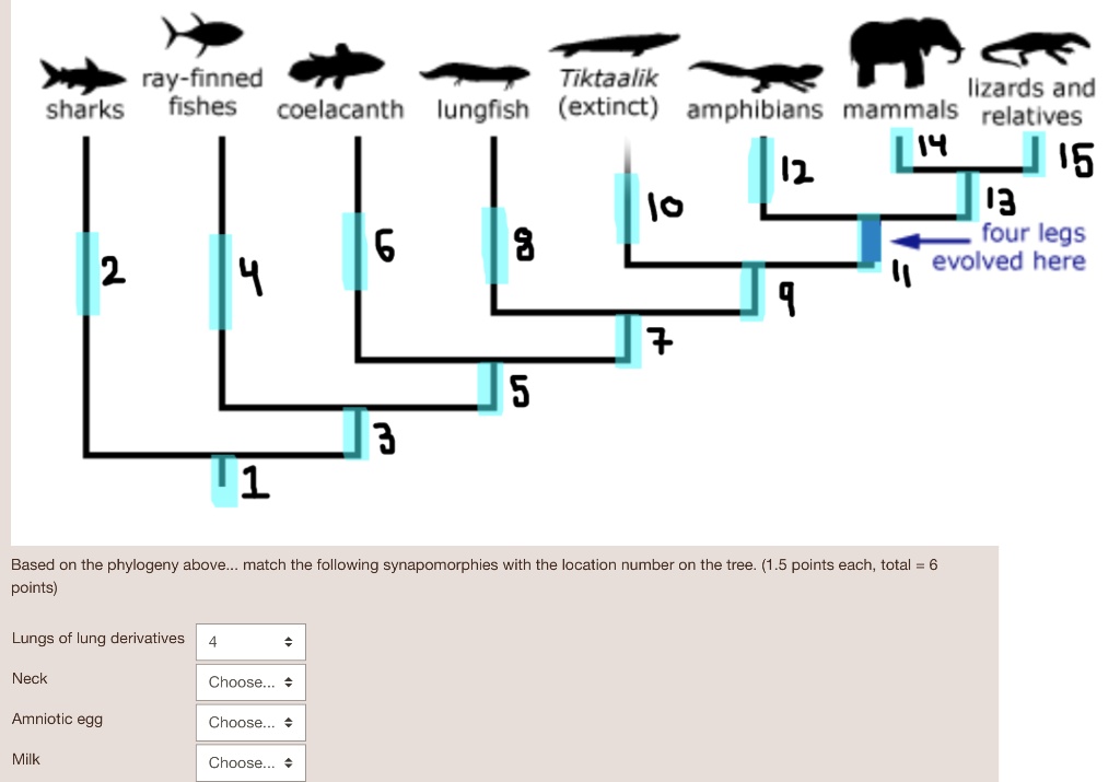 SOLVED: Ray-finned Tiktaalik, lizards, and sharks, fishes, coelacanth