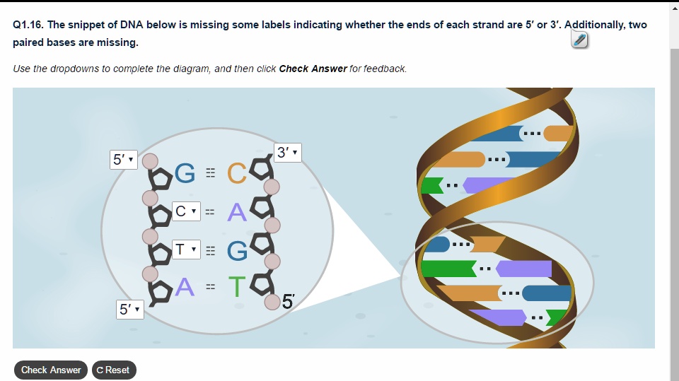 SOLVED: The Snippet Of DNA Below Is Missing Some Labels Indicating ...