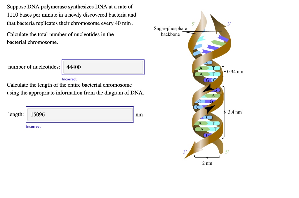 SOLVED: Suppose DNA polymerase synthesizes DNA at a rate of 1110 bases ...