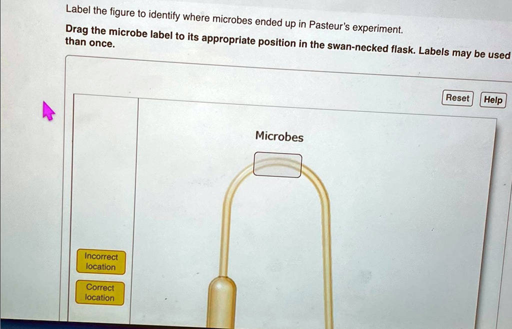 SOLVED: Label the figure to identify where microbes ended up in Pasteur ...