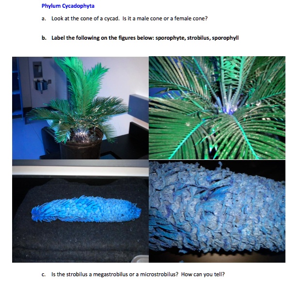 [GET ANSWER] Phylum Cycadophyta a. Look at the cone of a cycad. Is it a ...