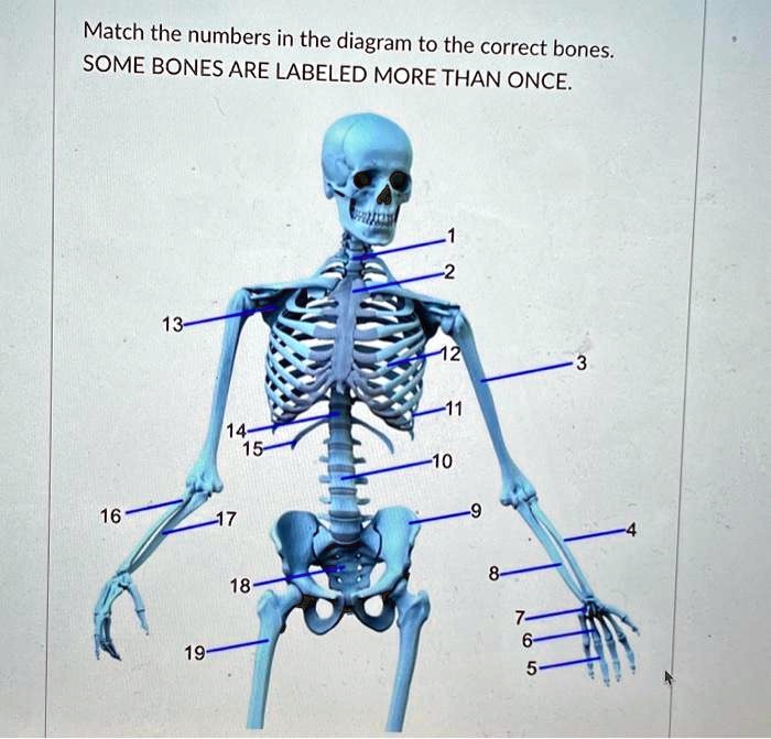 Match the numbers in the diagram to the correct bones.
SOME BONES ARE LABELED MORE THAN ONCE.